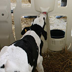 Indoor Calf Pen
