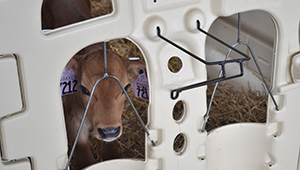 Indoor Calf Pen