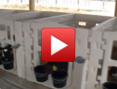 Indoor Calf Pens Video